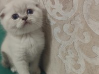Scottish fold yavru