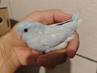 Yavru forpus