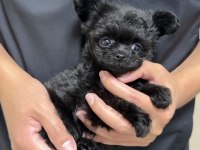 Kıvır kıvır toy poodle