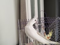 45 günlük albino yavru sultan papağanı