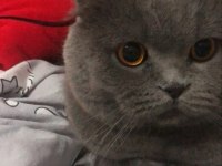 Temiz, bakımlı scottish fold