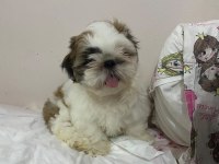 Shih Tzu Erkek Bebek