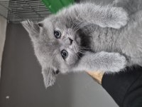 Orjinal british shorthair sağlıklı 2 aylık yavrular