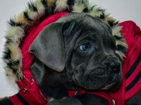 Dev Cane Corso Yavrularımız