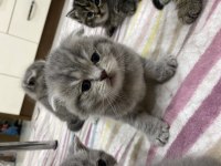 Brisith shorthair & Brisith fold