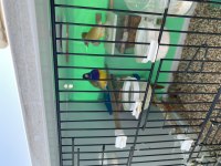 2 adet golden Finch 1 adet dişi ve 1 adet erkek