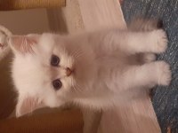 A kalite şampiyon dedenin british longhair torunları