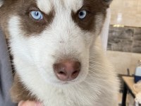 Husky Sibirya kurdu