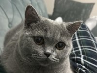 ÜCRETSİZ SAHİPLENDİRİLECEK KEDİMİZ