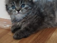 Chinchilla yavrularımız yeni yuvalarını arıyor
