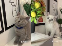 British Shorthair Yavrularımız