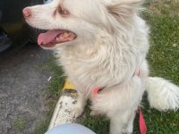 Köpeğimizi sahiplendirmek istiyoruz