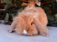 SAFKAN HOLLANDA TEDDY LOP TAVŞAN YAVRULAR