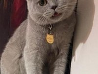 Ücretsiz sahiplendirme british shorthair