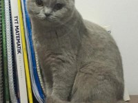 Oldukça uysal scottish fold kızandadır