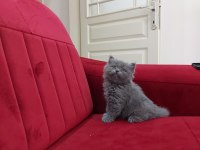 Yavru British Longhair Erkek