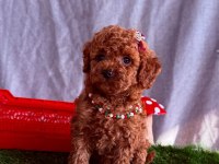 Safkan Toy Poodle Bebekler