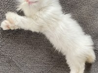 Scottish fold kedimiz ciddi alıcılar