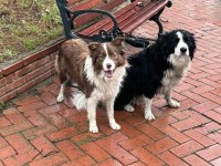 11 Aylık Border Collie