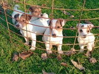 JACK RUSSELL YAVRULAR
