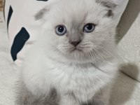 Adana yavru scottish blue point dişi yavru kedimiz