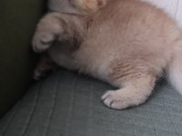British shorthair 2,5 aylık