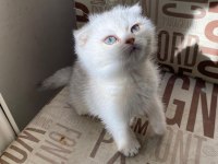 Kendini deli gibi sevdiren scottish fold yavrularım
