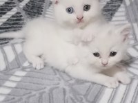 British shorthair scottish straight