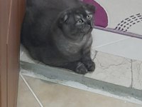 11 aylık scottish fold çok sakin ve sevecen