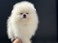 Tea cup teddy bear face pomeranian yavrularımız