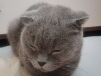 Hamile scottish fold kedim