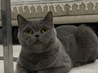 Ücretsiz British Shorthair Dişi