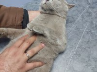 Cins kedimize yuva arıyorum