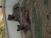 Cane Corso 2 Yaşında
