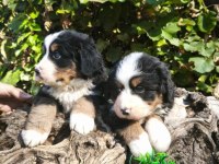 MUHTEŞEM BERNESE BEBEKLER