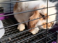 English lop tavşan