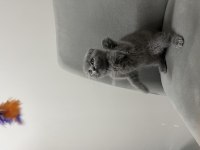 Scottish fold kedisi