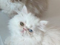 3 AYLIK DİŞİ İRAN KEDİLERİ