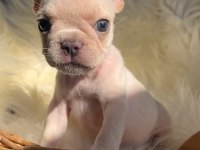 Micro boy exotic renk french bulldog yavrularım