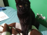 Black dişi maine coon