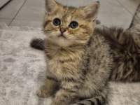 British Shorthair Tabby Yavrum Yeni Yuvasına Hazır