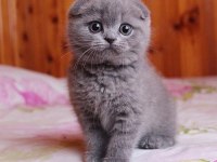 Top kafa panda surat scottish fold bebekler