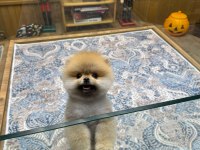 Orjinal Irk Ve Sağlık Garantili Pomeranian