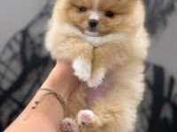 Party colour dişi pomeranian