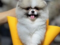 En özel renk pomeranian