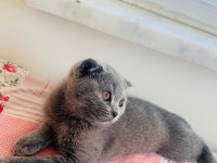 Poncik British Shorthair Prenses