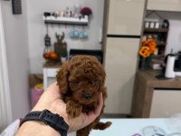 shoooowwww kalite toy poodle yavrular ankara mağazamızda