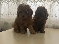 Toy poodle Bebeklerimiz 67 günlük