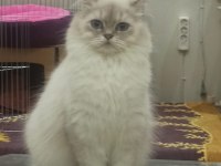 Golden british longhair bluepoint AY2233