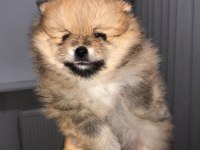 Sevimli pomeranian minikler